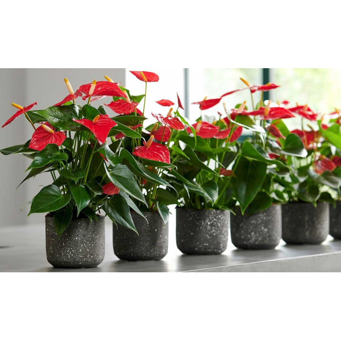 Антуриумы в Талгаре