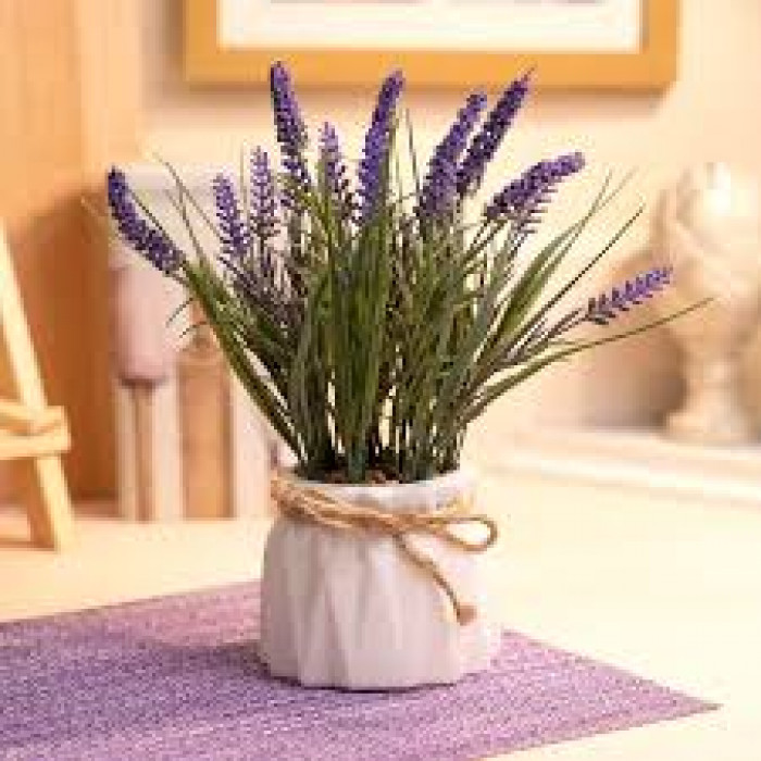 Лаванда в Талгаре