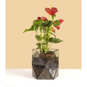 Антуриум в горшке