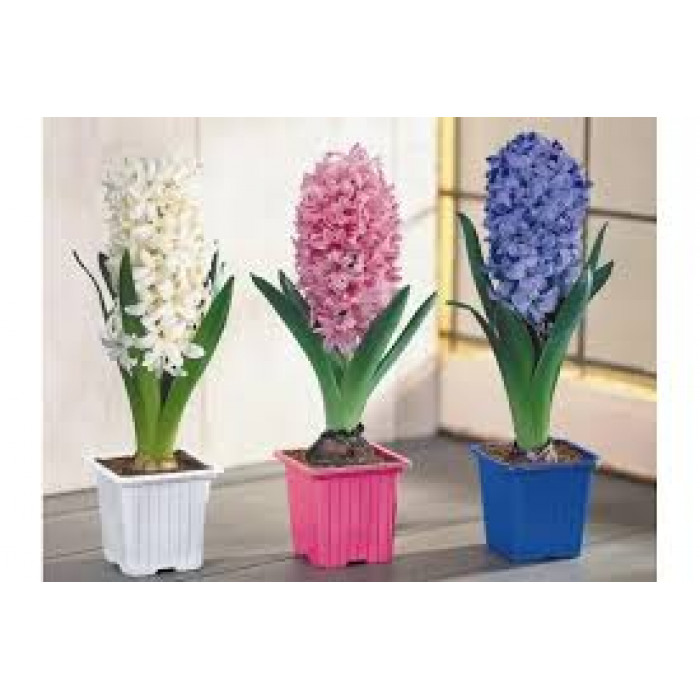 Гиацинты в Талгаре