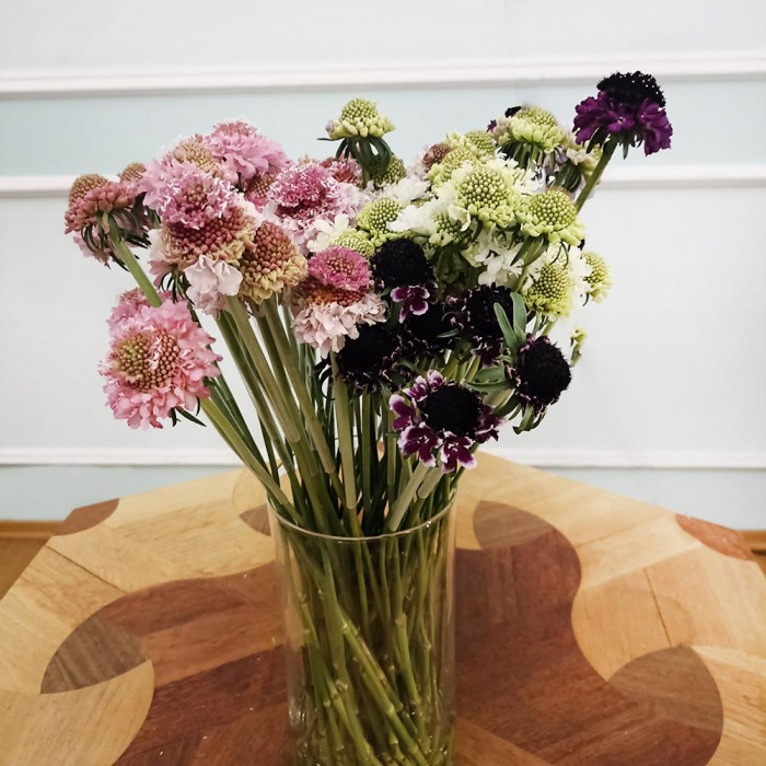 Скобиоза в Талгаре