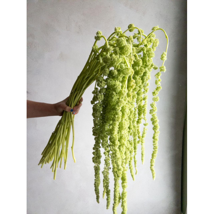 Амарантус в Талгаре