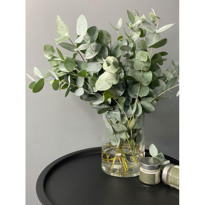 Эвкалипт в Талгаре