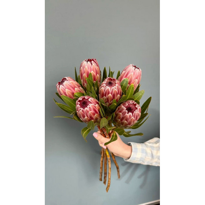 Протея в Талгаре