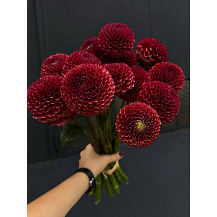 Георгины в Талгаре