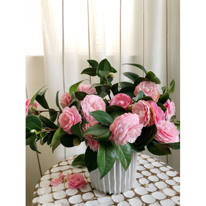 Камелия в Талгаре