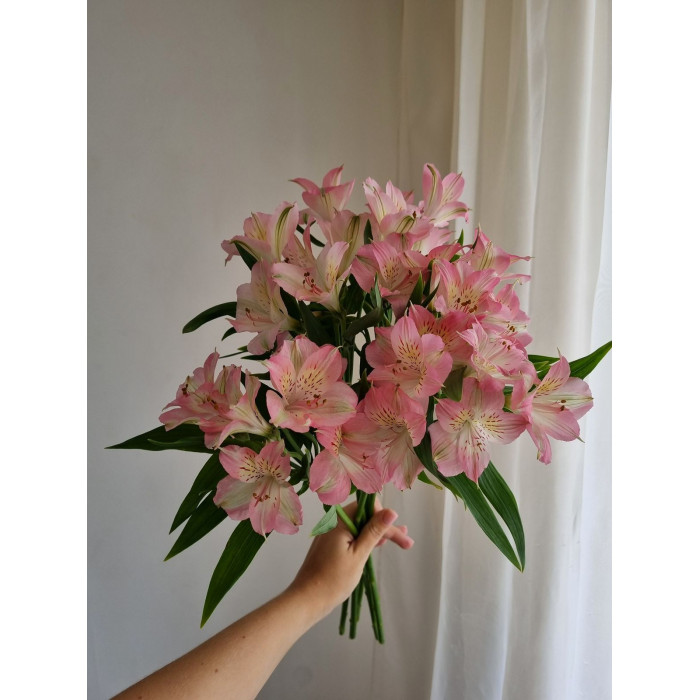 Альпиния в Талгаре