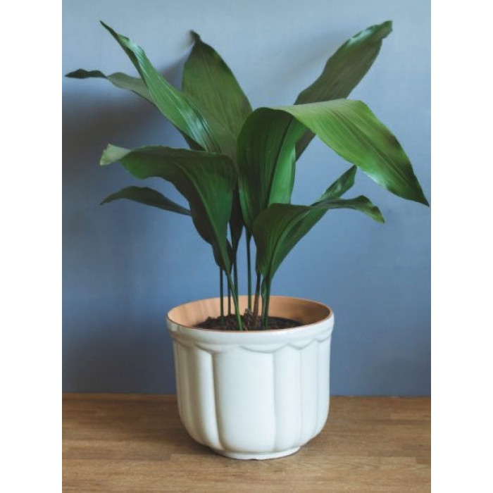 Аспидистра в Талгаре