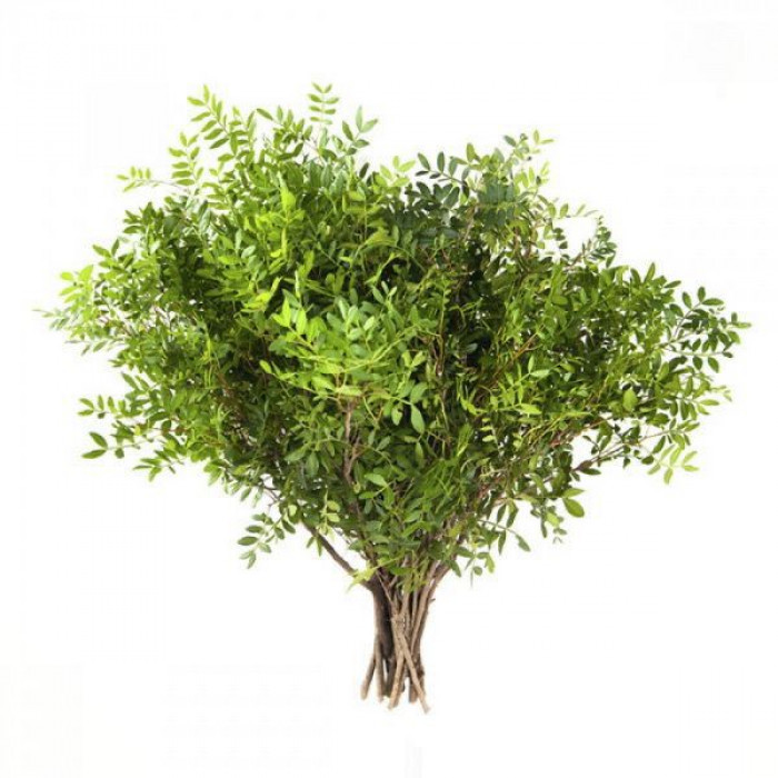 Писташ в Талгаре