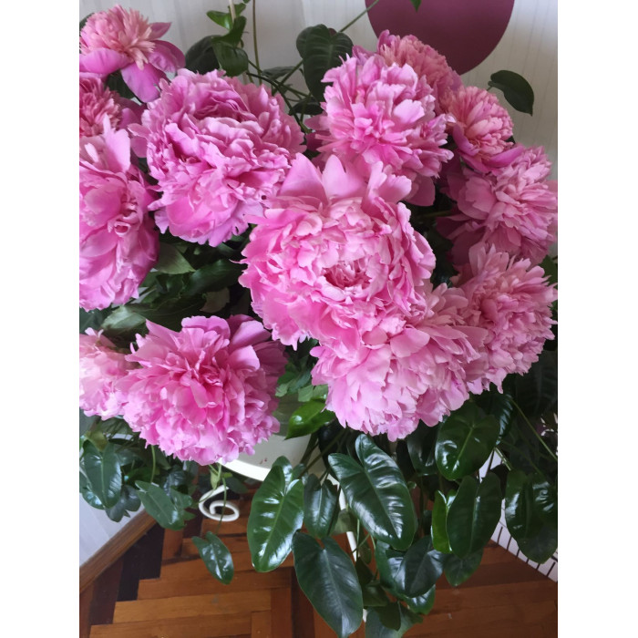 Пион древовидный в Талгаре