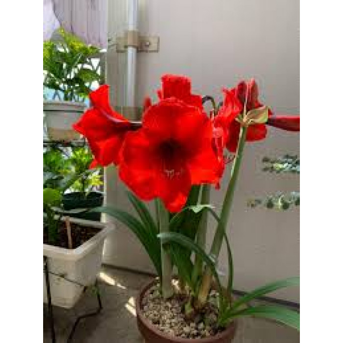 Амариллис в Талгаре