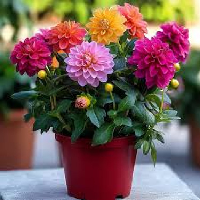 Георгины в Талгаре