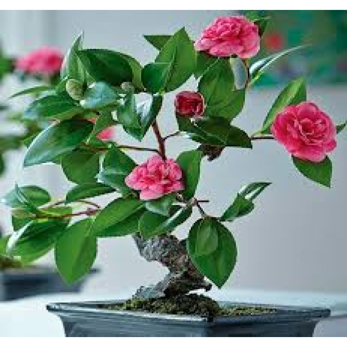 Камелия в Талгаре