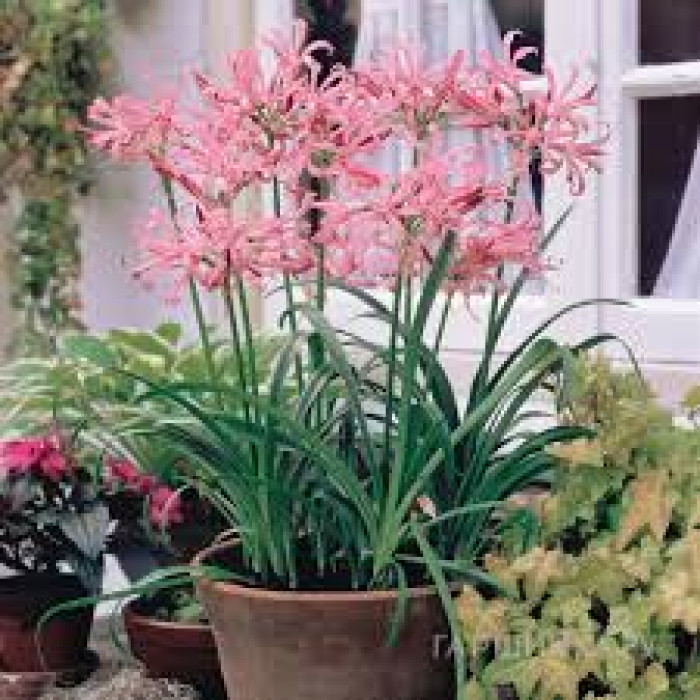 Нерине в Талгаре