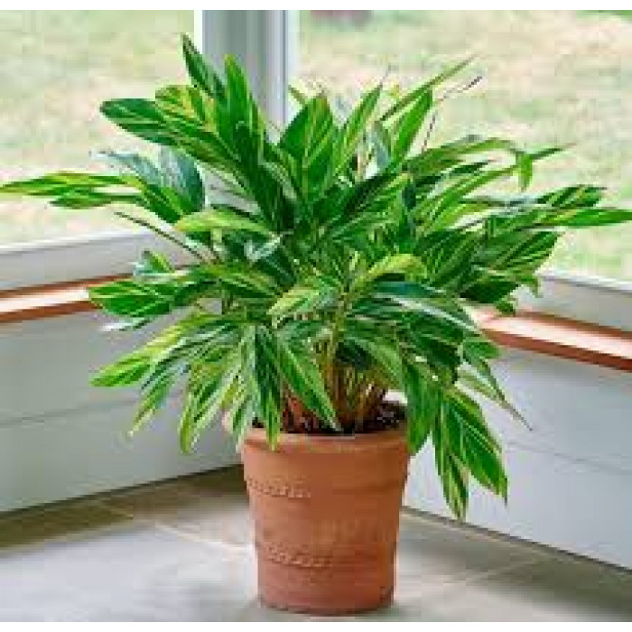 Альпиния в Талгаре