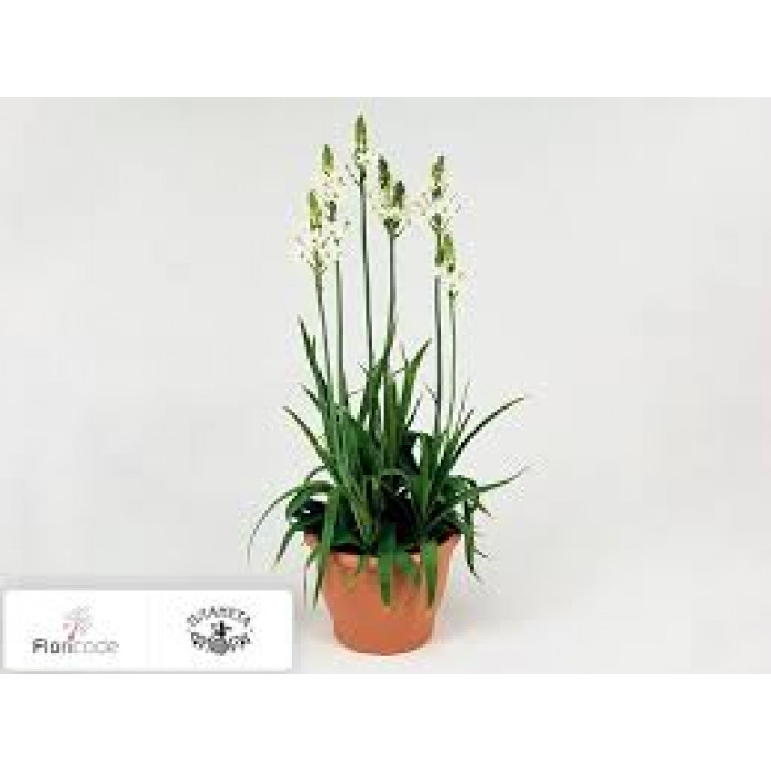 Орнитогалум в Талгаре