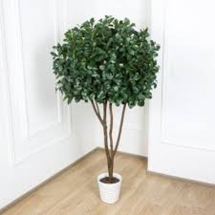 Рускус в Талгаре